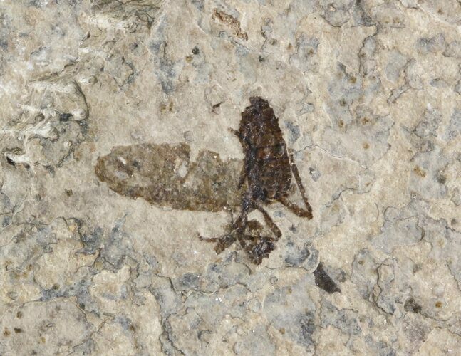 Fossil March Fly (Plecia) - Green River Formation #47161